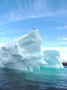 !!AntarcticXXI iceberg penguin.jpg (15316 bytes)