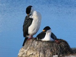 !!!Antarctica XXI birds.jpg (13622 bytes)