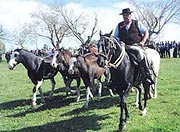 AR-Ombu-gaucho-horses.jpg (10999 bytes)
