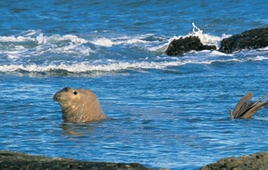 AR-VALDES-Pedral-elephant seal.jpg (65743 bytes)