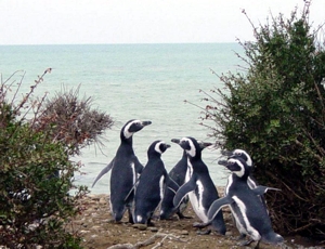 AR-VALDES-Pedral-penguins.jpg (75125 bytes)
