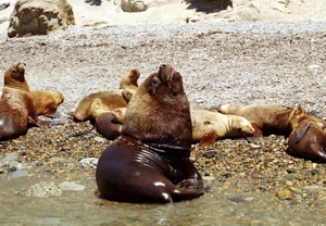 AR-VALDES-Pedral-sea lions.jpg (78983 bytes)