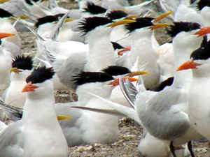 !!!!!ARG BAHIA BUSTA Royal Tern.jpg (30741 bytes)