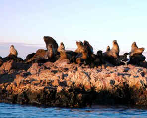 !!!!!ARG BAHIA BUSTA sea lions 2.jpg (27034 bytes)