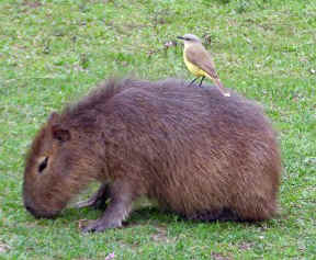 !!ARG IBERA Capybara bird.jpg (35359 bytes)