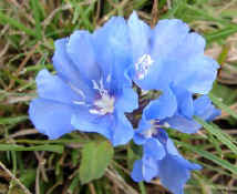 !!ARG IBERA blue flower.jpg (29190 bytes)