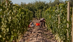 ARG MDZ Entre Cielos vineyard workers.jpg (48395 bytes)