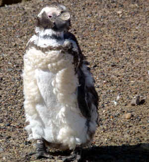 !!!ARG VALDES Tombo penguin molting 2.jpg (150445 bytes)