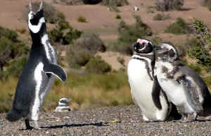 !!!ARG VALDES Tombo three penguins.jpg (93697 bytes)