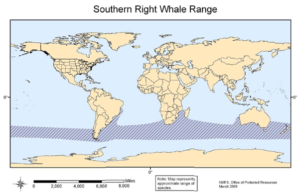 ARG Whale map.jpg (150489 bytes)