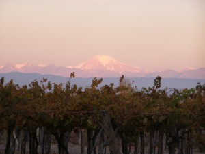 !!!AR MDZ vinewyards sunrise mountain.jpg (14314 bytes)