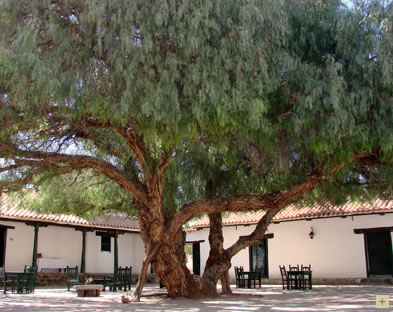 AR SLA Hac de Molinos patio tree.jpg (42842 bytes)