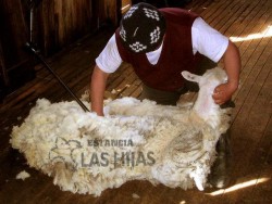 !!!!AR USH Las Hijas sheering sheep.jpg (18509 bytes)