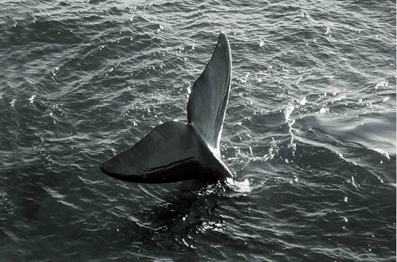 AR VALDES Eco Centro whale tail.jpg (101992 bytes)