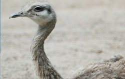 AR VALDES RINCON ostrich.jpg (28578 bytes)