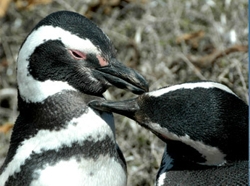 AR VALDES RINCON penguins.jpg (48931 bytes)