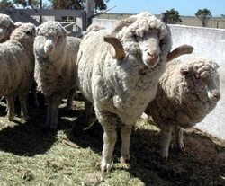 AR VALDES RINCON sheep.jpg (60655 bytes)