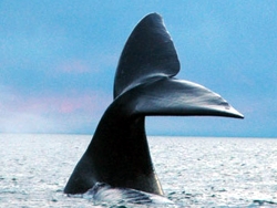 AR VALDES RINCON whale tail.jpg (41829 bytes)