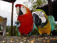 BRA EcoPark macaws n.bmp (274630 bytes)