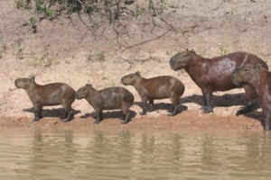 !!!BRA PAN Araras Capybara.jpg (28232 bytes)