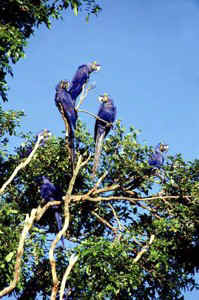!!!BRA PAN Araras Hayacinth Macaws.jpg (39173 bytes)