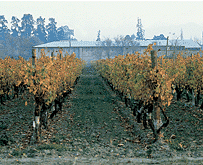 CH-StaRita-vineyards.gif (21651 bytes)