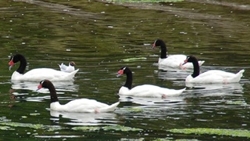 !!!CHI Chiloe Refugia black neck swans.jpg (38176 bytes)