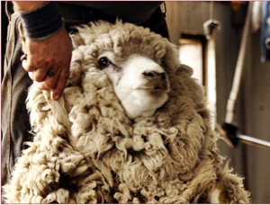 CHI PAI Cerro Guido sheep.jpg (75503 bytes)