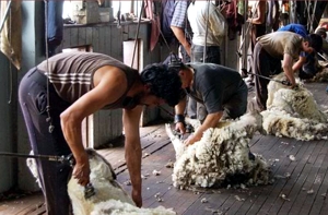 CHI PAI Est Cerro Guido sheep shearing.jpg (67957 bytes)