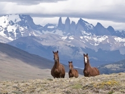 !!!CHI PAT Tierra horses Torres.jpg (42998 bytes)