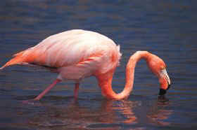 CALENDAR 02 Feb - flamingo.jpg (9259 bytes)