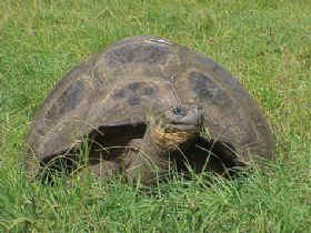 CALENDAR 10 OCT - tortoise.jpg (20062 bytes)