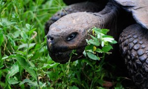 !!!!GPS Safari Camp tortoise face.jpg (24368 bytes)