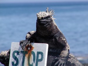 !!!!iguana & stop sign-s.jpg (19067 bytes)