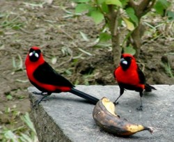 !!!Amazonia Lodge birds.jpg (21941 bytes)