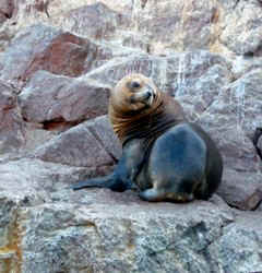 !!!PAR Ballestas sea lion.jpg (50378 bytes)