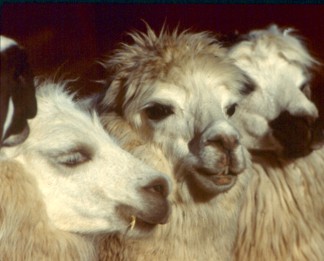 !!!!!PER 3-kings llamas.jpg (23571 bytes)