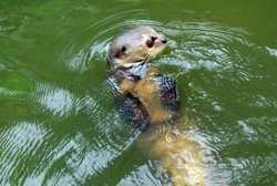 !!!PER ARIA Giant River Otter.jpg (45829 bytes)