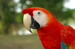 !!!PER ARIA Macaw.jpg (30118 bytes)