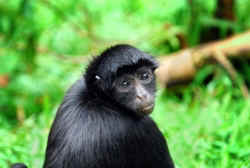 !!!PER ARIA Monkey.jpg (44314 bytes)
