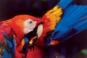 !PER Reserva macaws.jpg (16755 bytes)